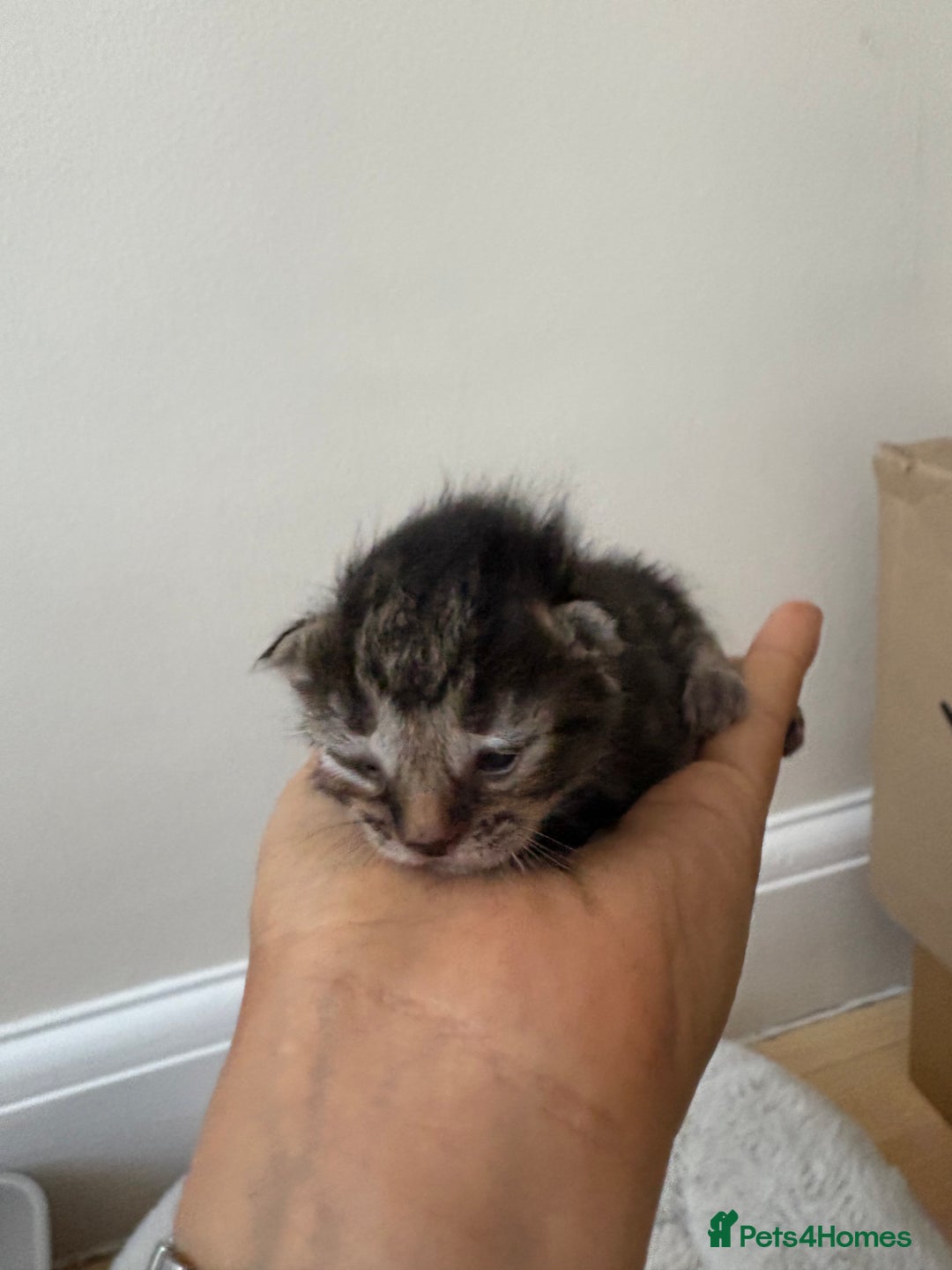 Mixed Breed cats for sale: Seven Tiny Adventures Waiting for Their Families - Advert 5