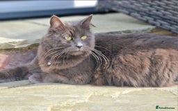 Russian Blue cats for sale: Longhaired Russian Blue Female - Image 1