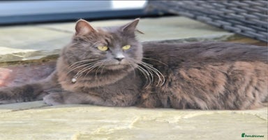 Russian Blue cats - Advert 5