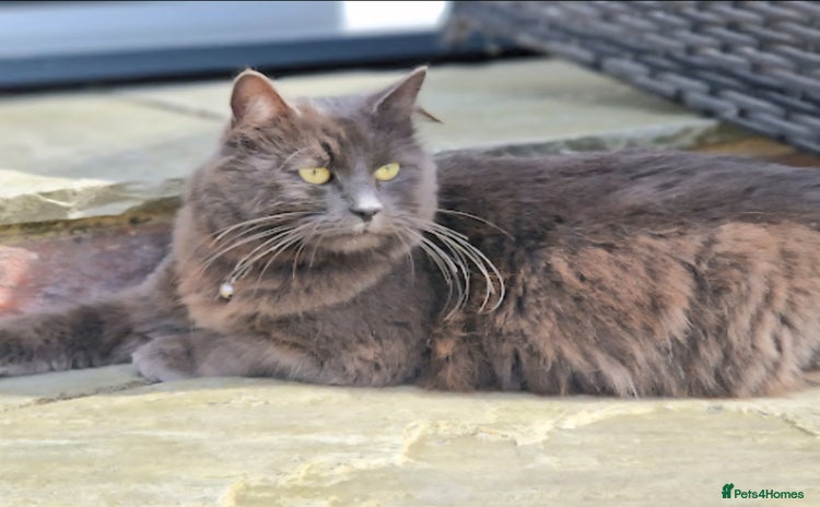 Russian Blue cats - Advert 2