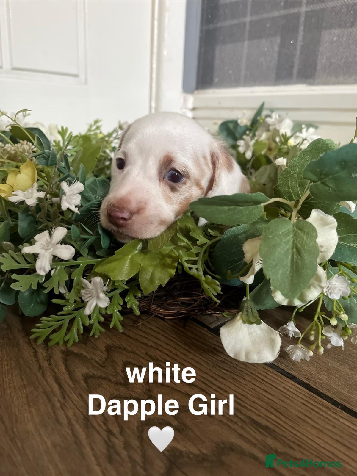 Miniature Dachshund dogs MINIATURE DACHSHUND  - Advert 2