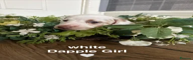 White dapple girl 