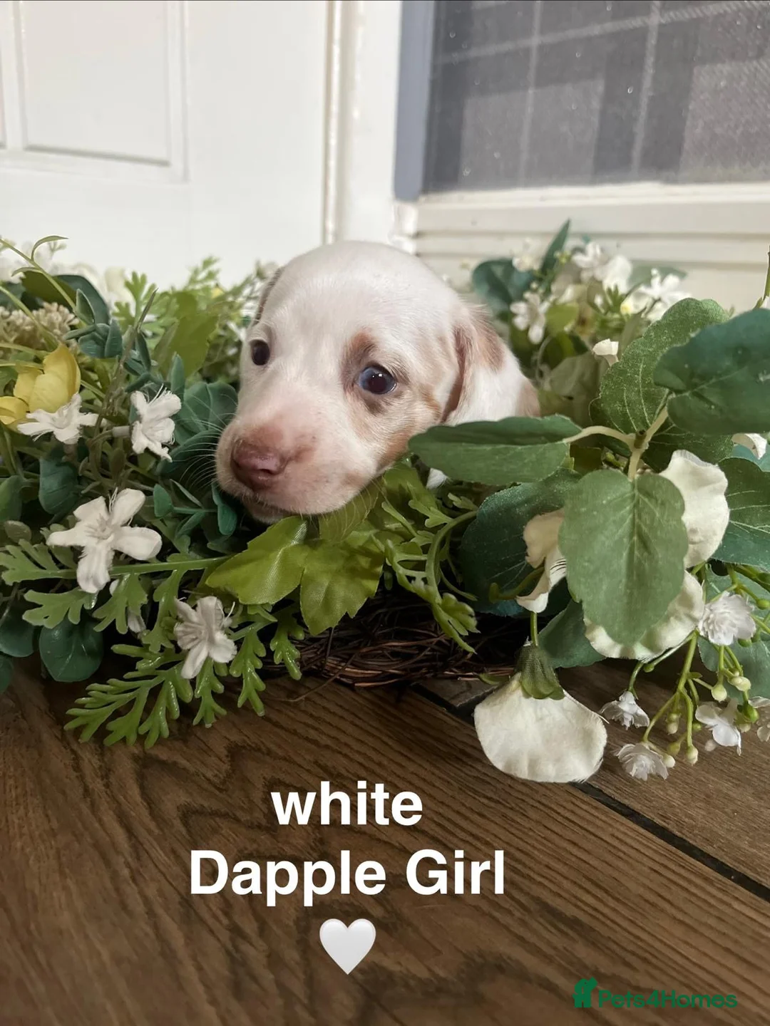 Miniature Dachshund dogs for sale: MINIATURE DACHSHUND  - Advert 2
