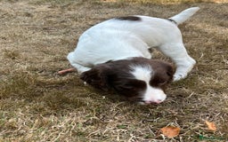 English Springer Spaniel dogs for sale: English Springer Spaniel Puppies - Image 2