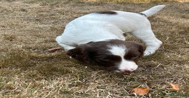 English Springer Spaniel dogs - Advert 1