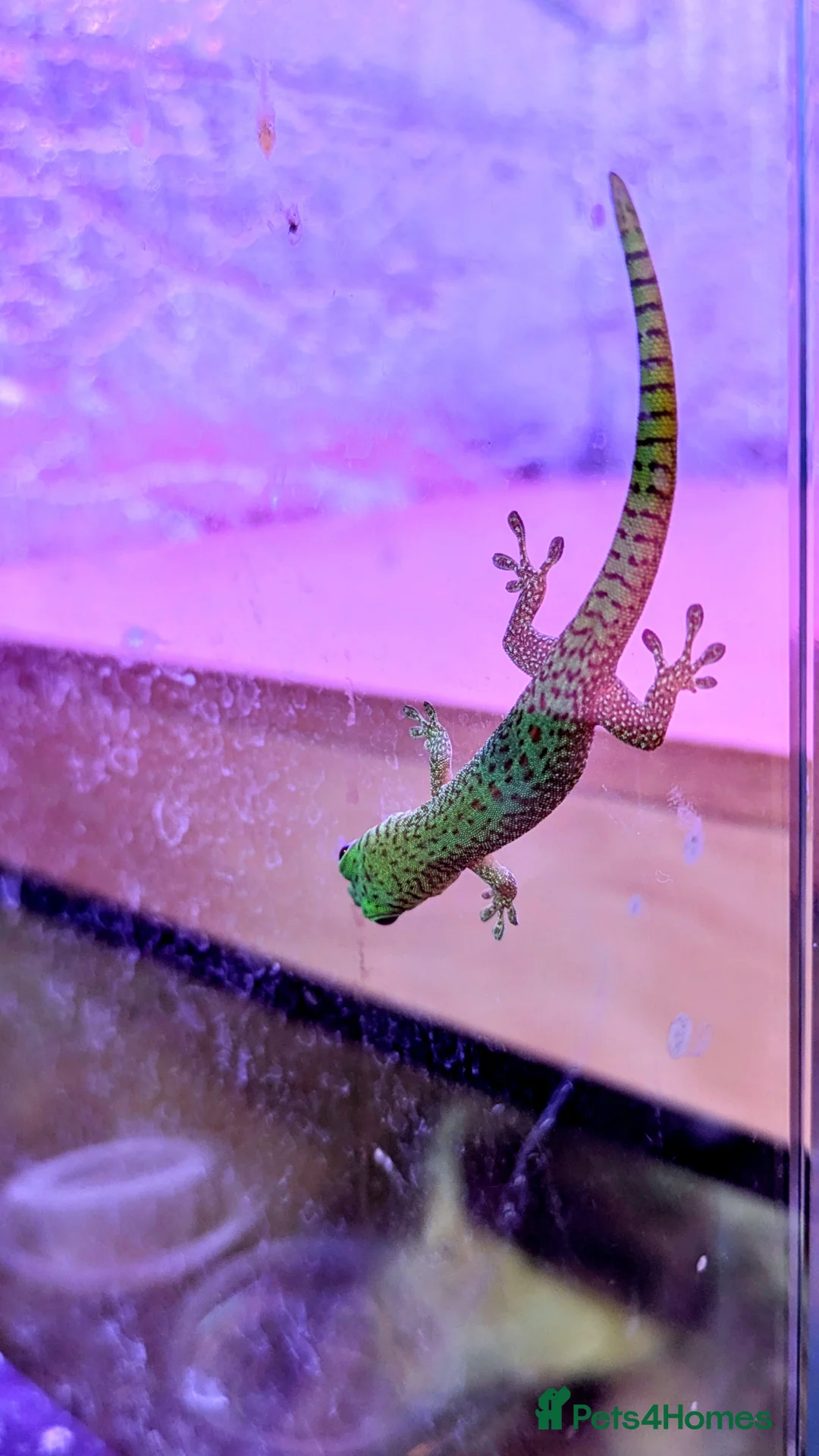 Gecko reptiles for sale: Baby Day Geckos 4 months old  - Advert 4