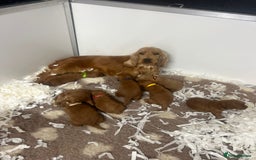 Cockapoo dogs for sale: 4 f1 cockapoo puppies - Image 1