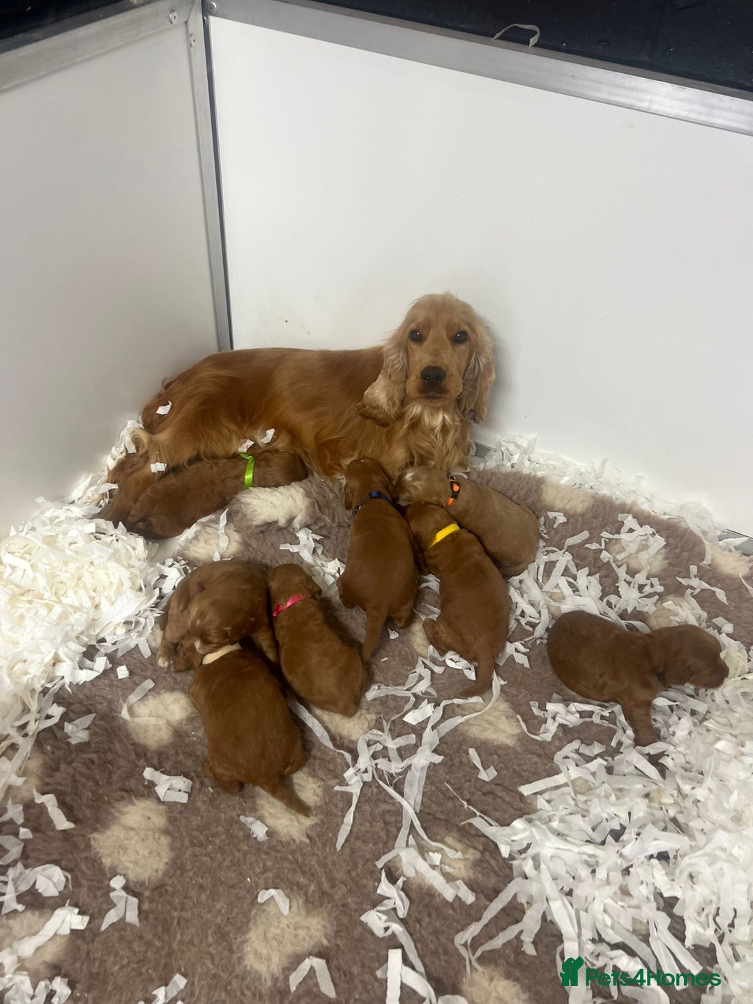 Cockapoo dogs for sale: 4 f1 cockapoo puppies - Image 1