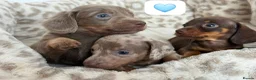 Dachshund dogs for sale: Beautiful dachshund puppies  - Advert 10
