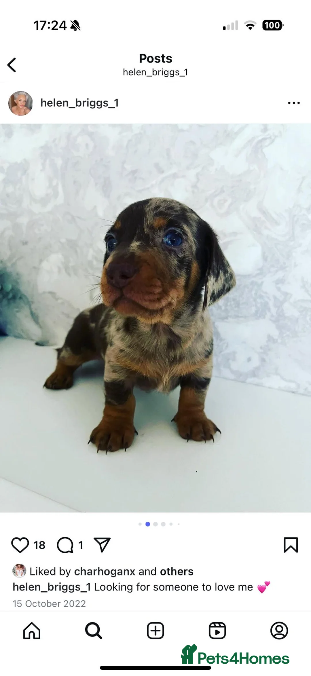 Miniature Dachshund dogs for stud: KC Registered Stud Available  in Oldham - Advert 15