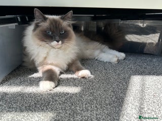 Ragdoll cats - Advert 11