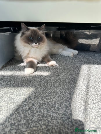 Ragdoll cats - Advert 1