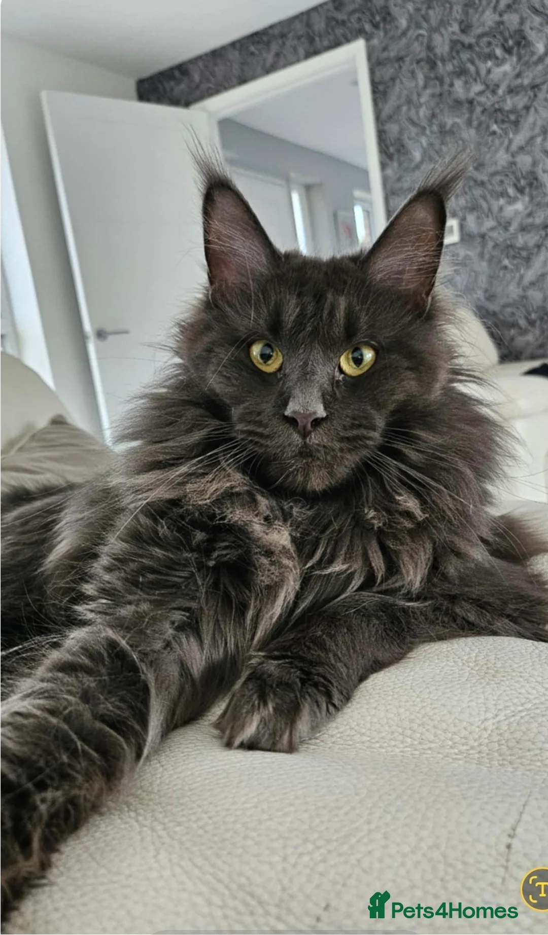Maine Coon cats for sale: Beautiful ash and black main coon boy in Shanklin - Advert 2