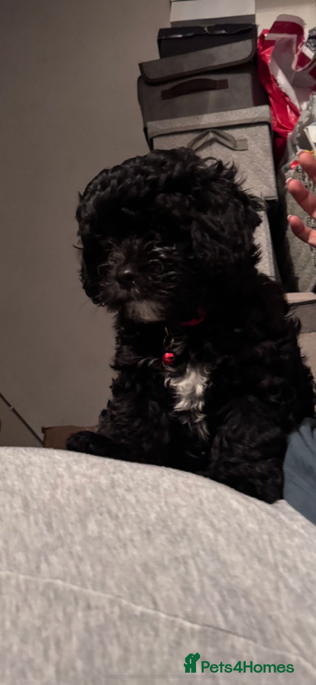 Shihpoo dogs for sale: Beautiful Shihpoo puppies - Advert 2