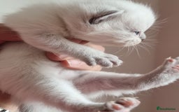 Scottish Fold cats for sale: Very Friendly Kittens, Pedigree Scottish Fold  - Image 24
