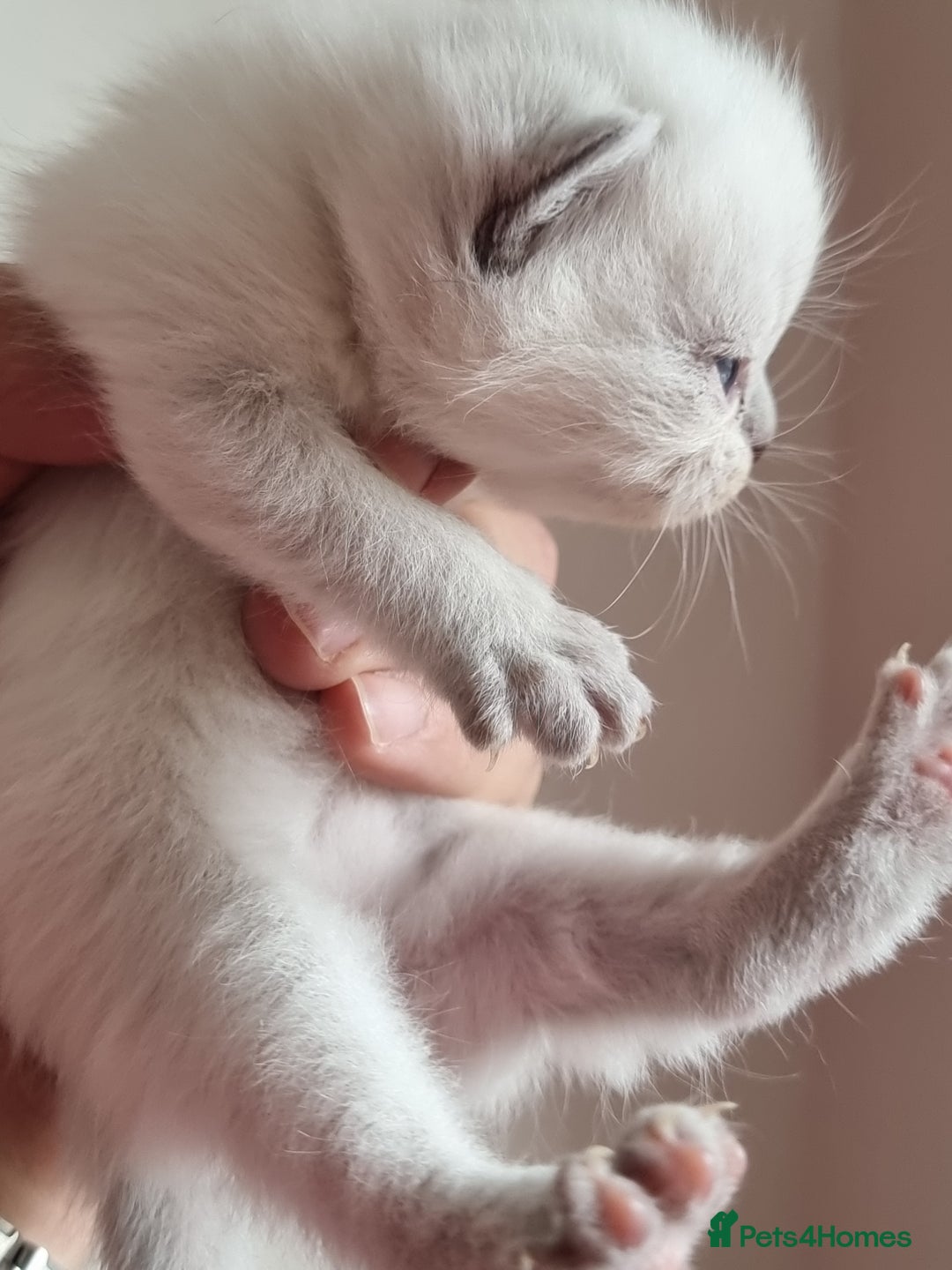 Scottish Fold cats for sale: Very Friendly Kittens, Pedigree Scottish Fold  - Image 24