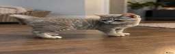 Scottish Fold cats for sale: Beautiful British Shorthair Kittens – Home Raised  - Advert 2