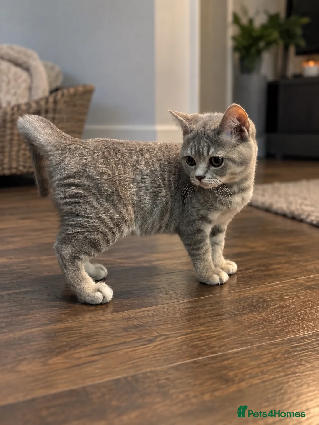 Scottish Fold cats for sale: Beautiful British Shorthair Kittens – Home Raised  - Advert 2