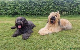 Briard dogs for sale: Briard Female- last minute owner change of mind - Image 5