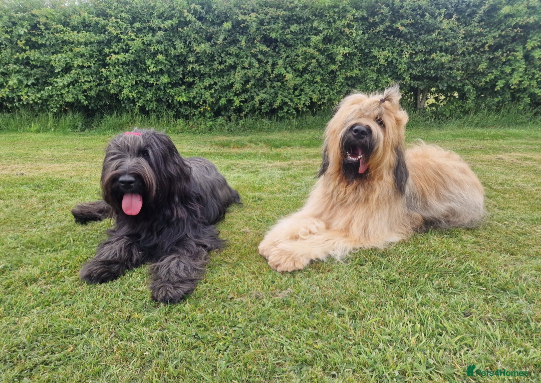Briard dogs for sale: Briard Female- last minute owner change of mind - Image 5