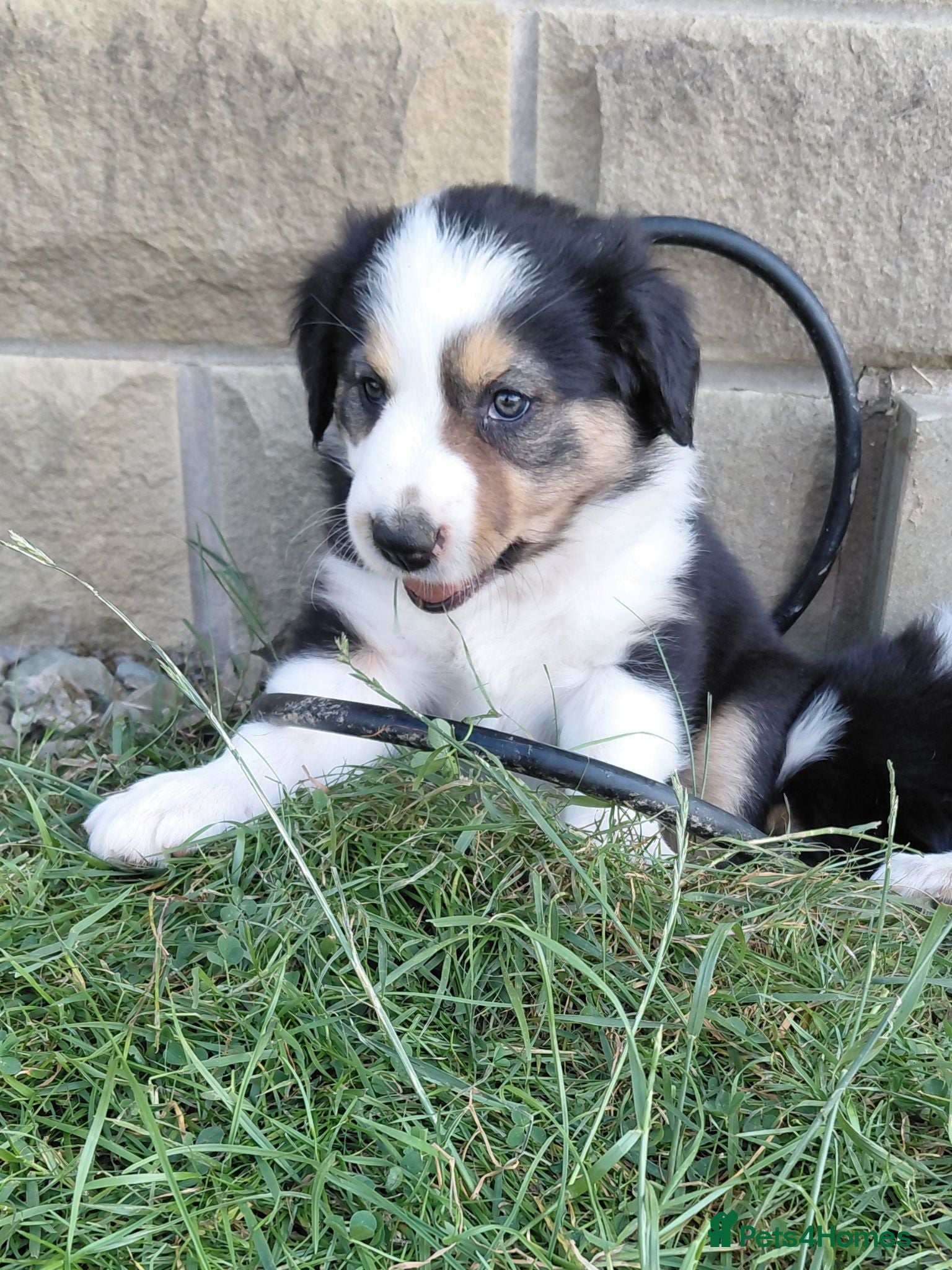 Border Collie dogs Quality farm reared border collies  - Advert 2
