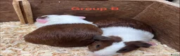Guinea Pig rodents for sale: Young Male / Boar Dutch Guinea pigs - Advert 21