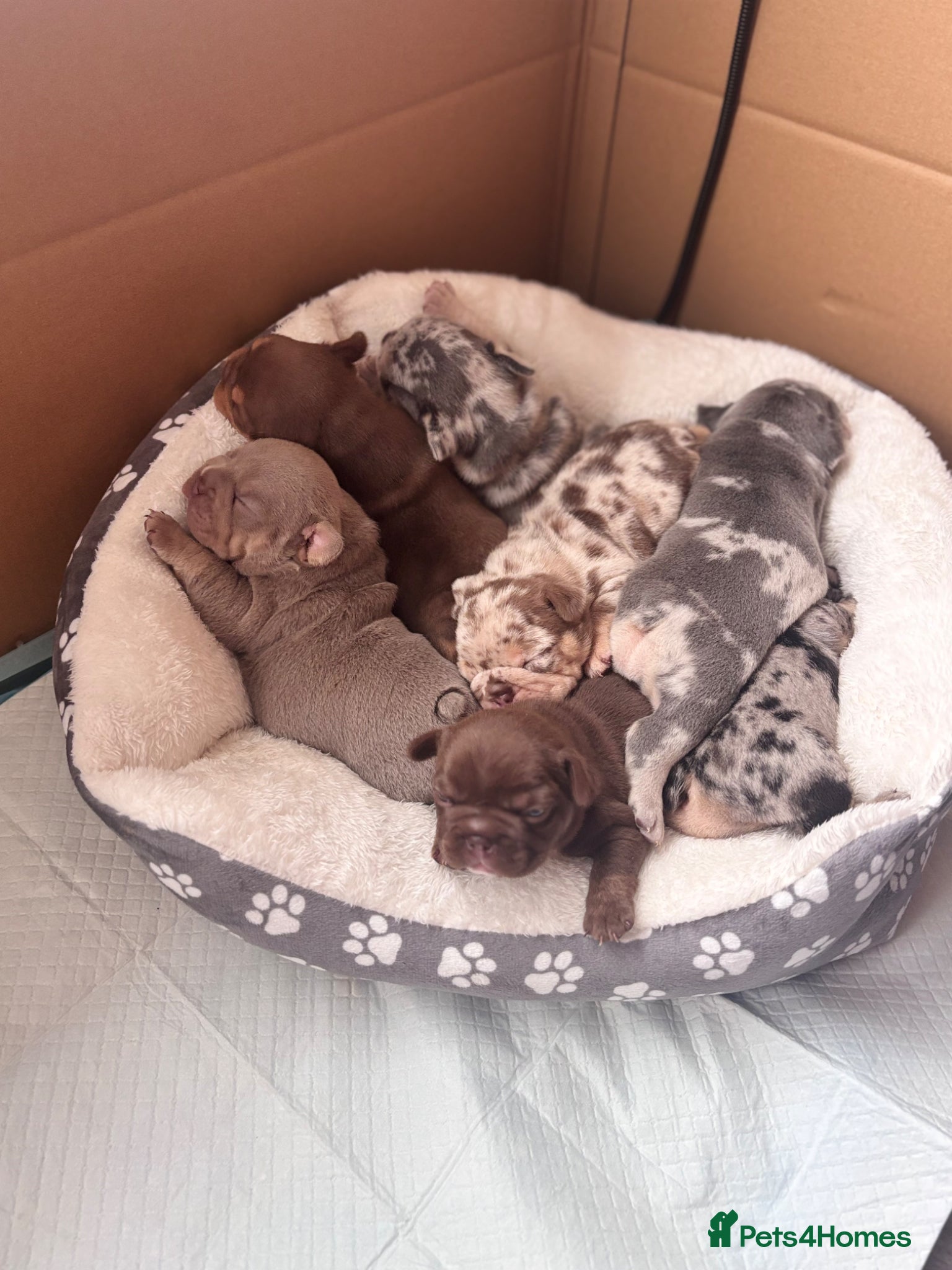 French Bulldog dogs RAINBOW LITTER FRENCH BULLDOGS - Advert 1
