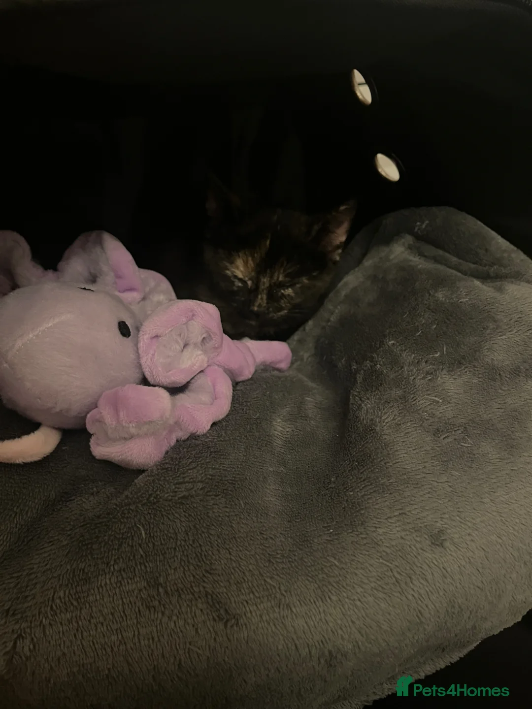 Domestic Shorthair cats for sale: Tortie kitten with beautiful markings  - Advert 7