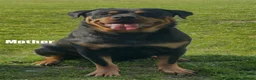 Rottweiler dogs for sale:     Gorgeous Chunky Rottweiler Puppies  - Advert 3
