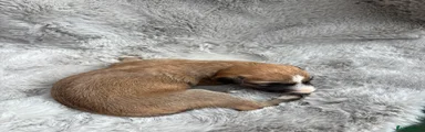 Lurcher 4