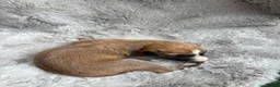 Lurcher dogs for sale: Lurcher puppies  - Advert 6