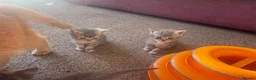 Mixed Breed cats for sale: Exotic Persian cross kittens - ready for new homes - Advert 7
