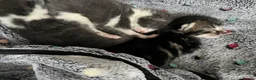Mixed Breed cats for adoption: Rescue cat, Dolly's kittens- 1 boy and 1 girl left - Advert 4