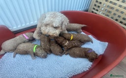 Cavapoo dogs for sale: F1b Teddy bear cavapoos Red & Apricot ❤️🧡 - Advert 12