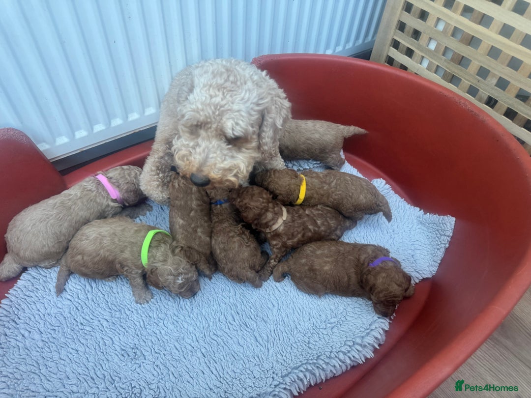 Cavapoo dogs for sale: F1b Teddy bear cavapoos Red & Apricot ❤️🧡 - Advert 12