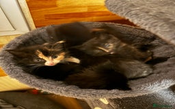 Ragcoon cats for sale: Ragdoll cross Maine coon - Image 11