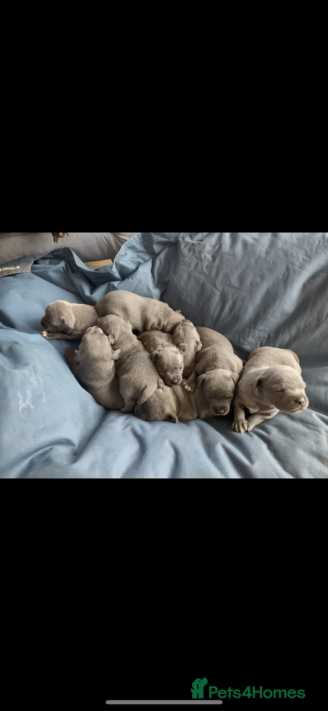 Staffordshire Bull Terrier dogs for stud: Proven KC Blue Staffy For Stud  - Advert 12