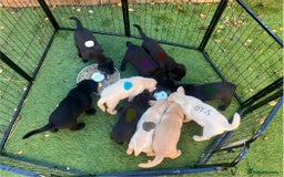 Labrador Retriever dogs for sale: Beautiful Labrador boy  - Image 5