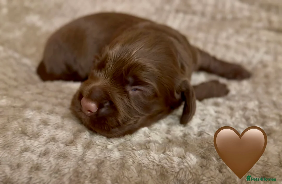 Cocker Spaniel dogs for sale: Stunning cocker spaniel pups - Advert 10