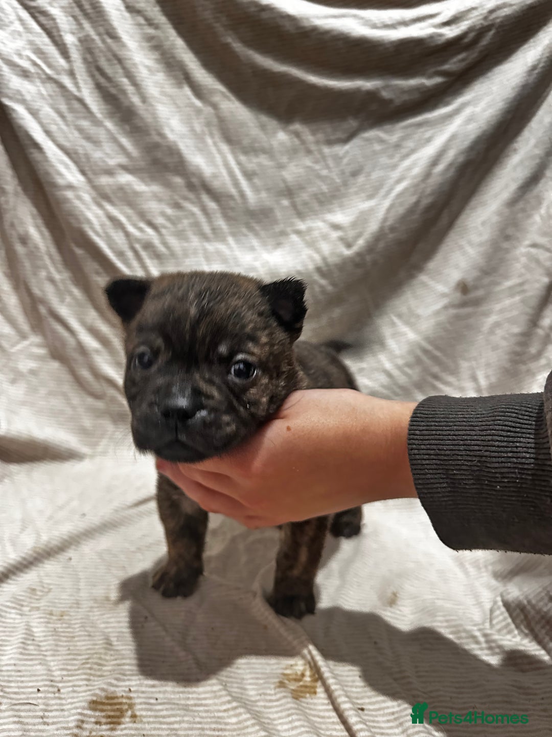 Mixed Breed dogs for sale: Beautiful frow frows for sale - Image 7