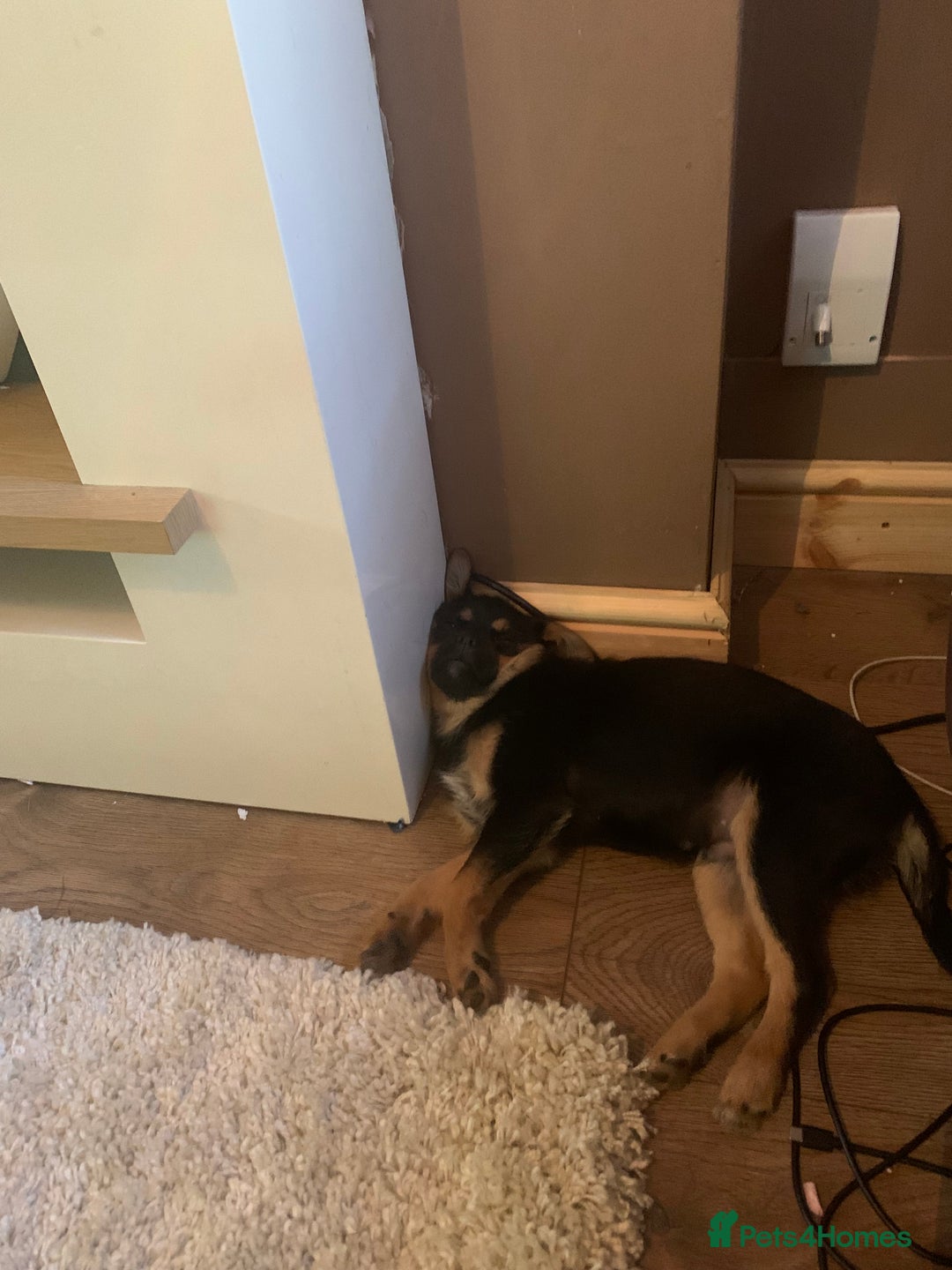 Mixed Breed dogs for sale: Juno  - Image 3