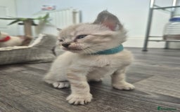 Bengal cats for sale: TICA large/clouded rosettes snow bengal kittens  - Image 25