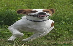 Brittany Spaniel dogs for adoption: Danny is a lovely  boy looking for the best home  - Image 12