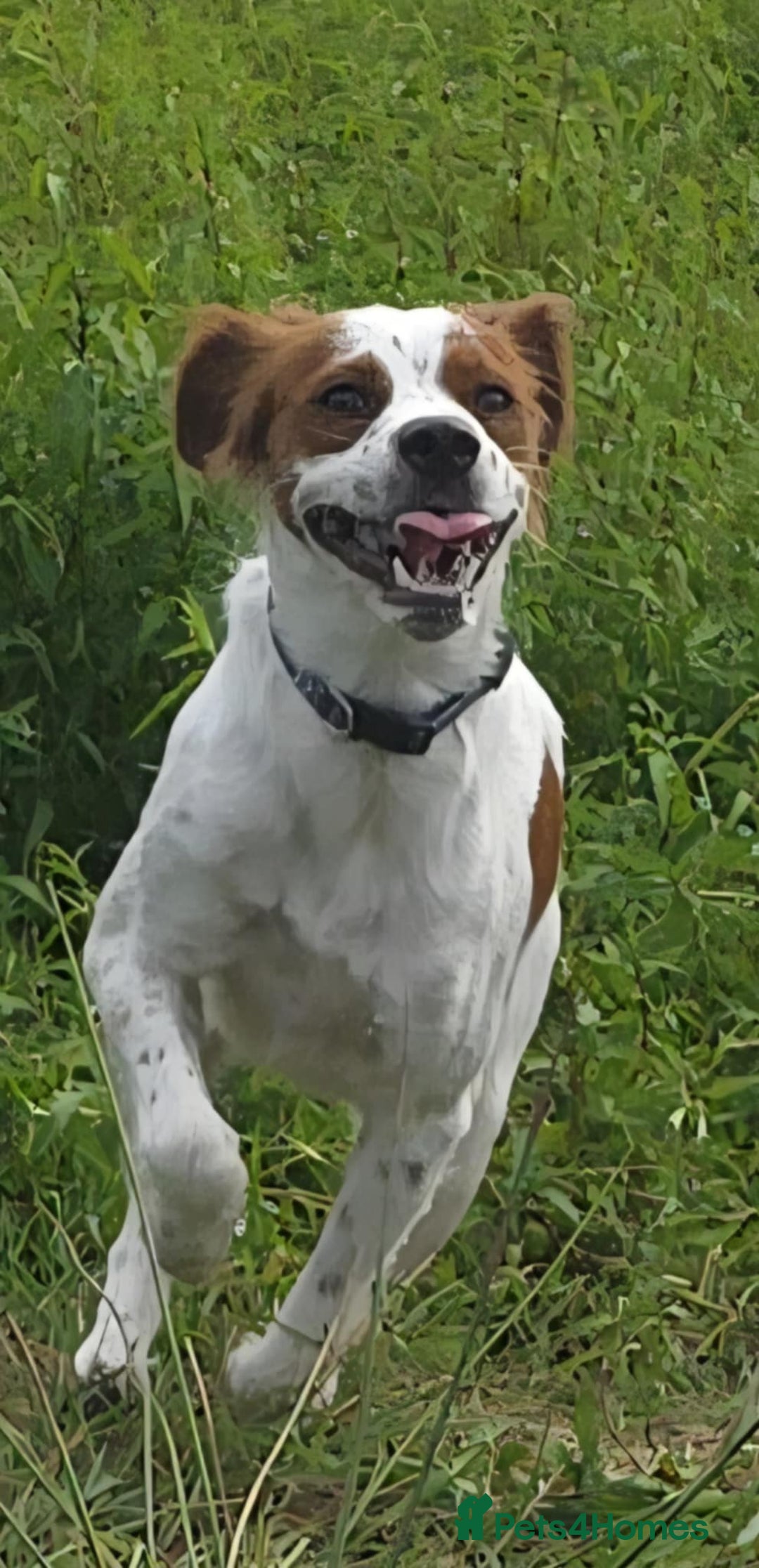 Brittany Spaniel dogs for adoption: Danny is a lovely  boy looking for the best home  - Image 12