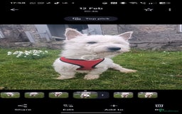 West Highland Terrier dogs for sale: KC Registered Beautiful West Highland Terrier Pups - Image 2