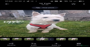 West Highland Terrier dogs - Advert 16