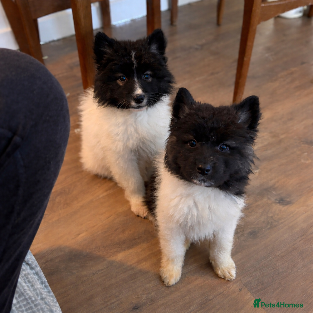 Akita dogs for sale: Quality Family Raised American Akita Puppies - Advert 10