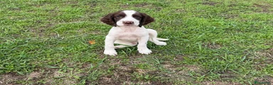 English Springer Spaniel 1