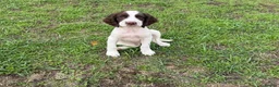 English Springer Spaniel dogs for sale: Two boys available from a Open fiekd trial winner - Advert 6