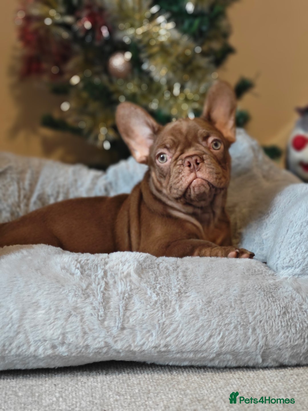French Bulldog dogs for sale: Reduced Isabella and New Shade Isabella Puppies  - Advert 11